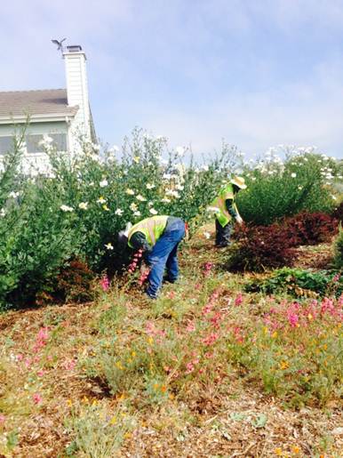 Weed abatement on Trail